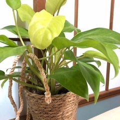 美しい観葉植物。の画像