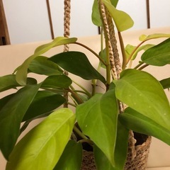 美しい観葉植物。の画像