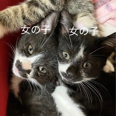 子猫　里親募集