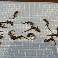 マダライモリ 2025CBの画像