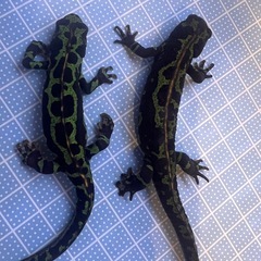 マダライモリ 2025CBの画像