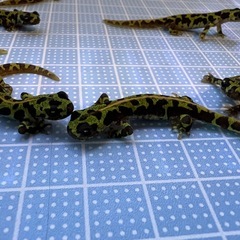 マダライモリ 2025CBの画像