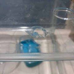 GEX グラスハーモニー450プラス ハムスター等しいくけーじ飼育ケージの画像