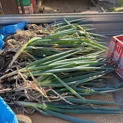 長ネギ500円の画像