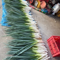 長ネギ500円の画像