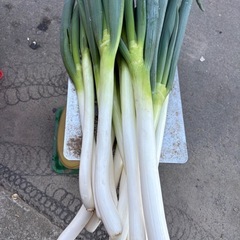 長ネギ500円の画像