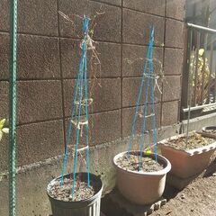 ★★クレマチスの株苗（プラ鉢植え）つる性宿根花草　耐寒性花草　生育旺盛です★★の画像