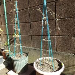 ★★クレマチスの株苗（プラ鉢植え）つる性宿根花草　耐寒性花草　生育旺盛です★★の画像