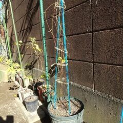 ★★クレマチスの株苗（プラ鉢植え）つる性宿根花草　耐寒性花草　生育旺盛です★★の画像