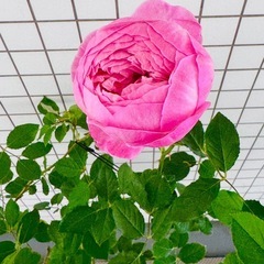 開花苗　イングリッシュローズ　ボスコベル　バラの大苗　正規店購入の画像