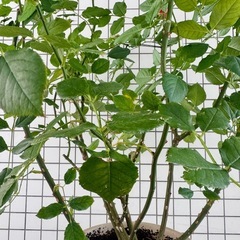 開花苗　イングリッシュローズ　ボスコベル　バラの大苗　正規店購入の画像