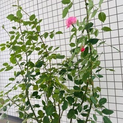 開花苗　イングリッシュローズ　ボスコベル　バラの大苗　正規店購入の画像