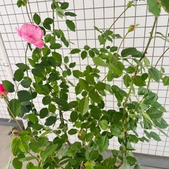 開花苗　イングリッシュローズ　ボスコベル　バラの大苗　正規店購入の画像