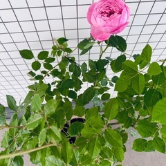 開花苗　イングリッシュローズ　ボスコベル　バラの大苗　正規店購入の画像