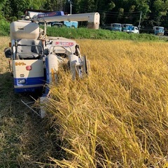 令和7年愛知産　コシヒカリ　30キロ　玄米の画像