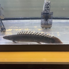 ポリプテルスの画像