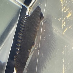 ポリプテルスの画像