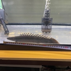 ポリプテルスの画像