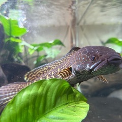 ヴァイオレットスネークヘッド  90水槽一式
の画像