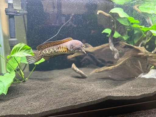 ヴァイオレットスネークヘッド  90水槽一式