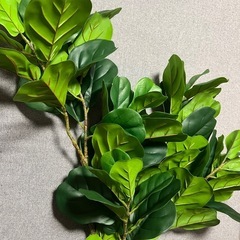 フェイクグリーンの画像