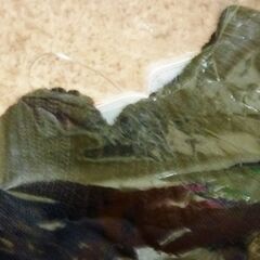 新品未試着 ニットトレーナー 黒色ブラックMサイズ相当　お子様からレディースMの画像