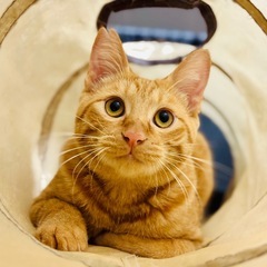 茶トラ・茶白 仲良し兄弟‪‪❤︎‬生後5ヶ月子猫