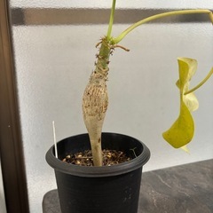 サンゴアブラギリ　観葉植物　塊根植物　多肉植物　ビザールプランツ　レアプランツ　ガーデニング　植物　グリーン　趣味　盆栽　葉　花　庭　草　インテリア　おしゃれ　飾り　園芸　の画像