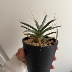 晃山　コウザン　サボテン　観葉植物　塊根植物　多肉植物　ビザールプランツ　レアプランツ　ガーデニング　植物　グリーン　趣味　盆栽　葉　花　庭　草　インテリア　おしゃれ　飾り　園芸　の画像