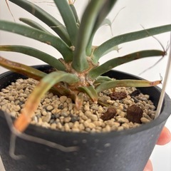 晃山　コウザン　サボテン　観葉植物　塊根植物　多肉植物　ビザールプランツ　レアプランツ　ガーデニング　植物　グリーン　趣味　盆栽　葉　花　庭　草　インテリア　おしゃれ　飾り　園芸　の画像