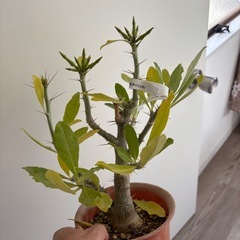 つぼみ付き　白い花が咲きます　パキポディウム　サンデルシー　白馬城　観葉植物　塊根植物　多肉植物　ビザールプランツ　レアプランツ　ガーデニング　植物　グリーン　趣味　盆栽　葉　花　庭　草　インテリア　おしゃれ　飾り　園芸　　の画像