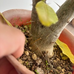 つぼみ付き　白い花が咲きます　パキポディウム　サンデルシー　白馬城　観葉植物　塊根植物　多肉植物　ビザールプランツ　レアプランツ　ガーデニング　植物　グリーン　趣味　盆栽　葉　花　庭　草　インテリア　おしゃれ　飾り　園芸　　の画像