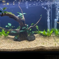 良い感じの流木
の画像