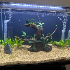 良い感じの流木
の画像