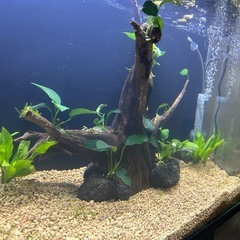 良い感じの流木
の画像