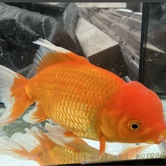 金魚 国産 ジャンボ オランダ獅子頭 2歳 20センチオーバー メス（おそらく）の画像