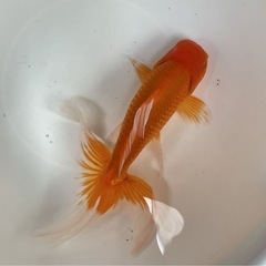 金魚 国産 ジャンボ オランダ獅子頭 2歳 20センチオーバー メス（おそらく）の画像