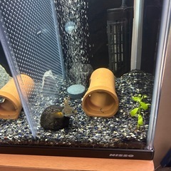 アイズファイヤースネークヘッド（弱虫の方）の画像