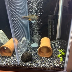 アイズファイヤースネークヘッド（弱虫の方）の画像