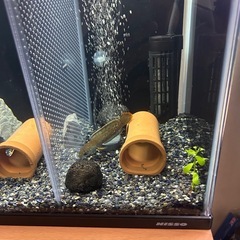 アイズファイヤースネークヘッド（弱虫の方）の画像