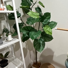 フェイクグリーン　フィカス　美品の画像