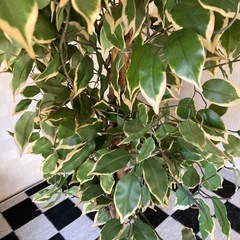 フェイクグリーンの画像