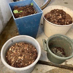 植木鉢 土 植物 花 ガーデニングの画像