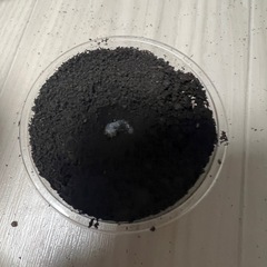 三重県産ミヤマクワガタクワガタ幼虫の画像