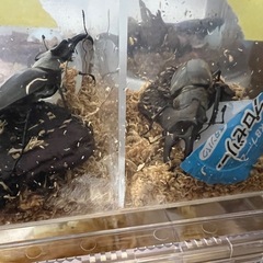 三重県産ミヤマクワガタクワガタ幼虫の画像