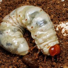 オオクワガタ 幼虫  オス 25年産 山梨県旧明野村産 F4の画像