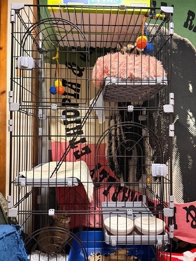 猫ゲージ