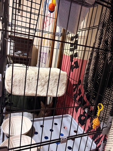 猫ゲージ