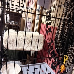 猫ゲージ
の画像