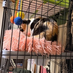 猫ゲージ
の画像